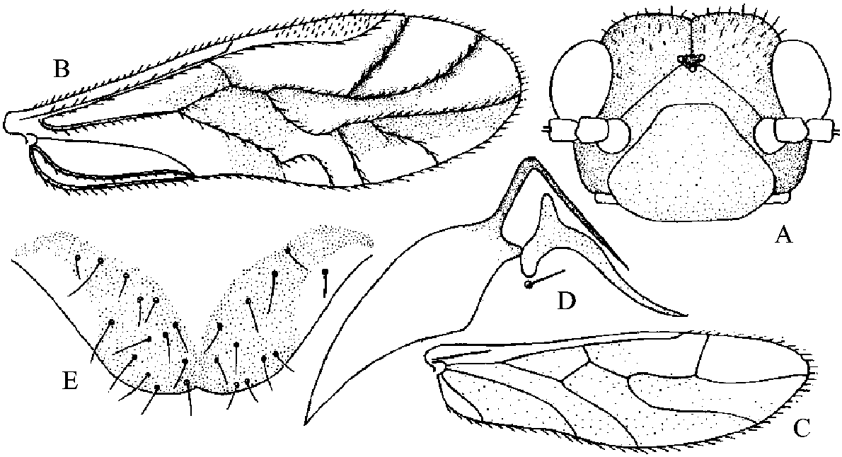 2.11 狭痣二条单<span class=